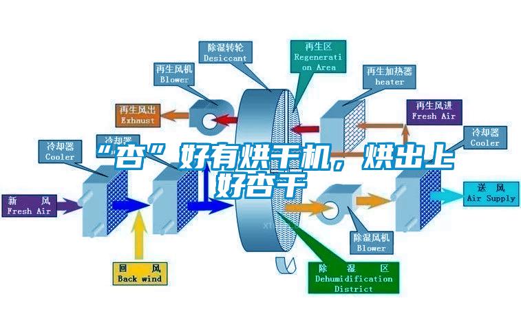 “杏”好有烘干機，烘出上好杏干